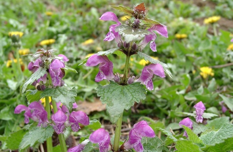 Gefleckte Taubnessel (Lamium maculatum) - © Emanuel Trummer